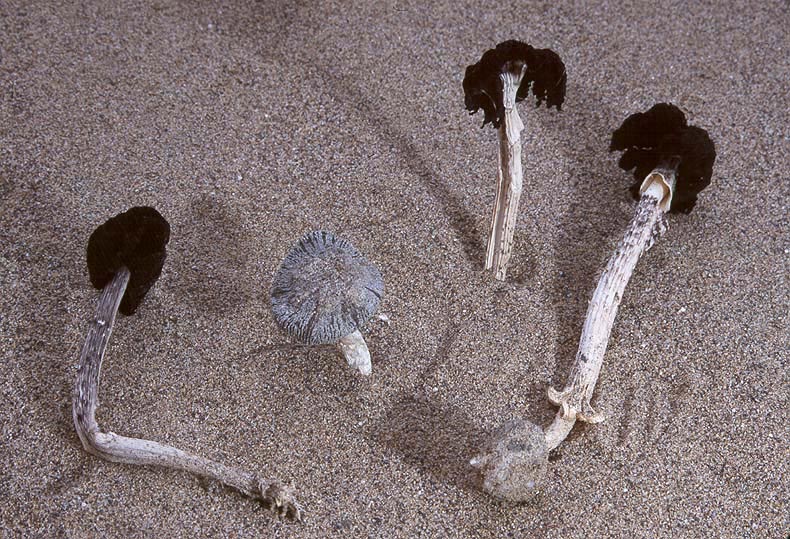 Montagnea arenaria